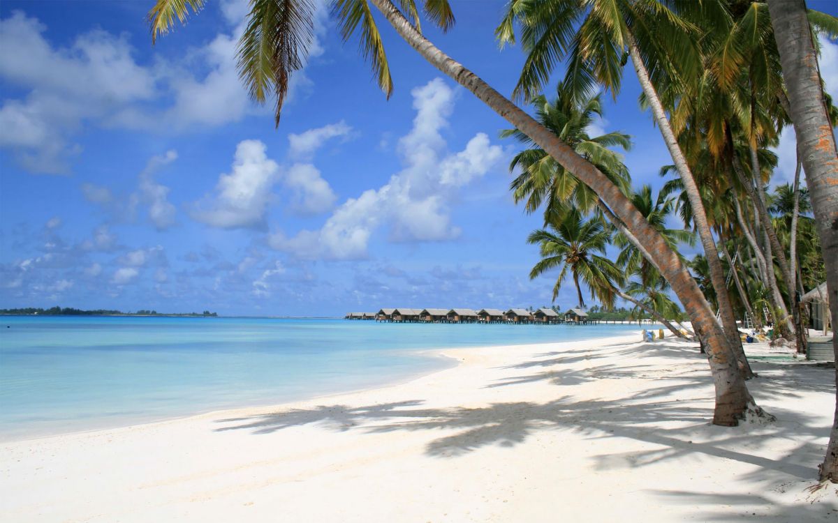 Palm Tree on Beach Shore During Daytime. Wallpaper in 2560x1600 Resolution