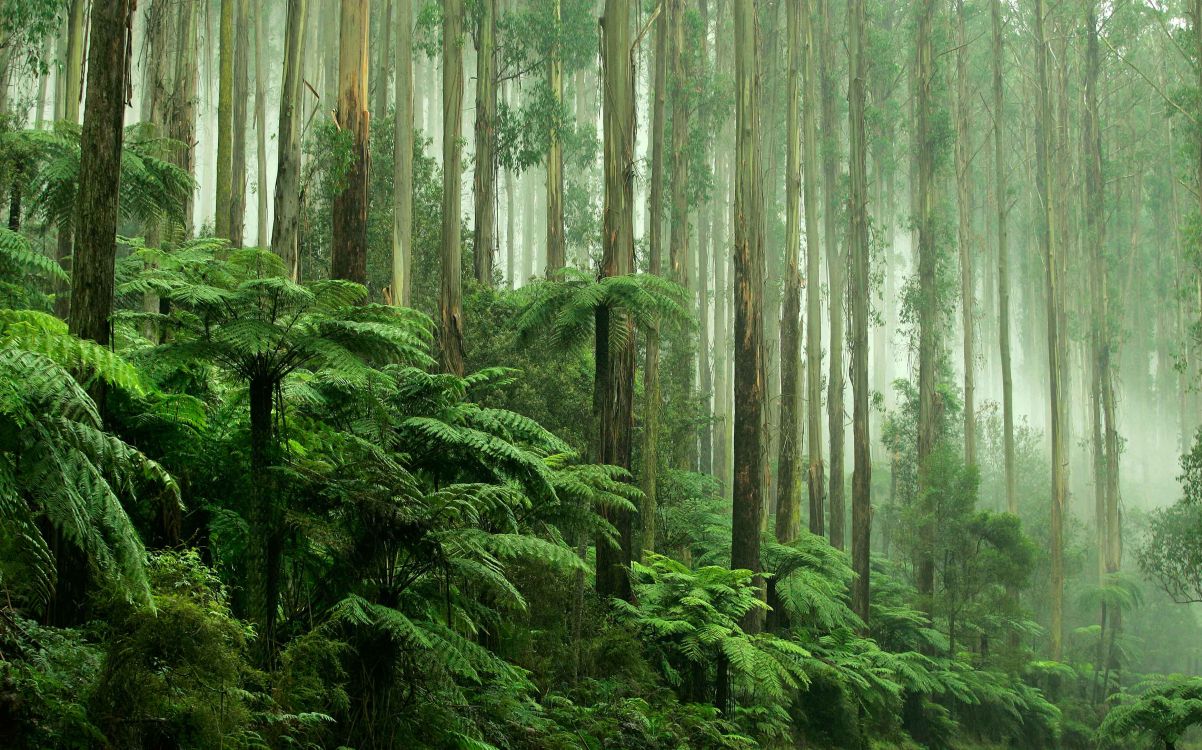 热带雨林, 森林, 植被, 性质, 古老的森林 壁纸 3486x2175 允许