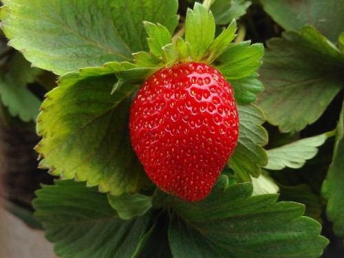 Image red strawberry fruit on green leaves