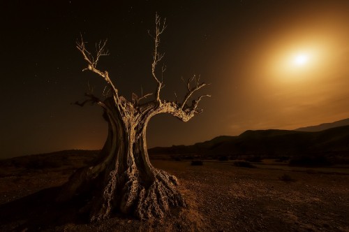 Image bare tree on brown sand during sunset