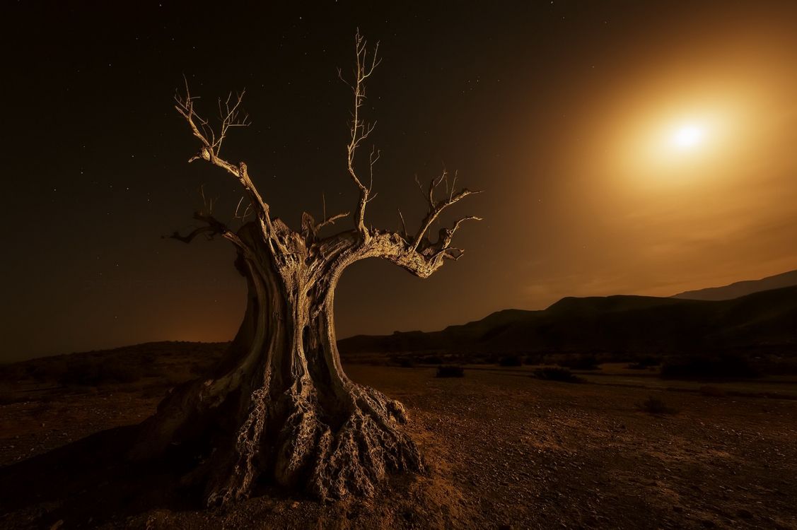 bare tree on brown sand during sunset