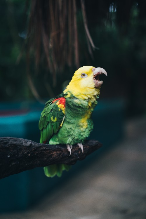 Image green and yellow bird on brown tree branch