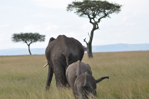 Image elephant and calf on green grass field during daytime