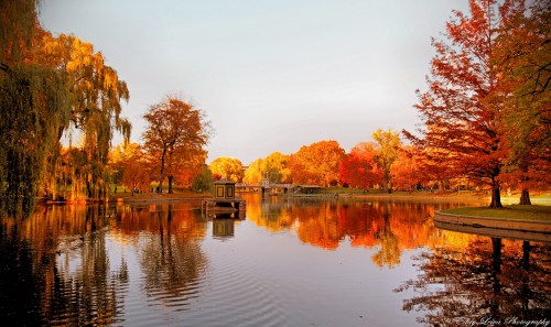 Image brown trees beside body of water during daytime