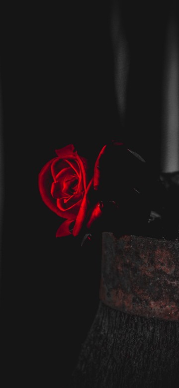 Image red and black floral textile