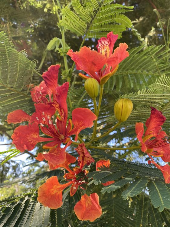 Flora, la Floración de la Planta, Planta Anual, Biología, Ciencia. Wallpaper in 1536x2048 Resolution