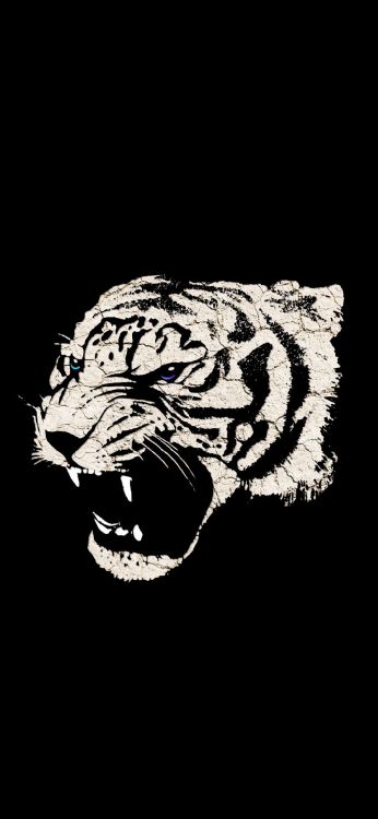Dessin Tigre Grognant, Tigre, Clip Art, Cartoon, Rugissement. Wallpaper in 1080x2340 Resolution