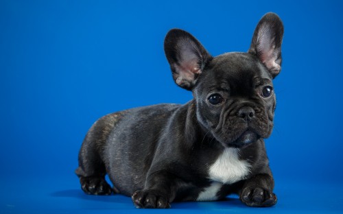 Image black french bulldog puppy on orange background