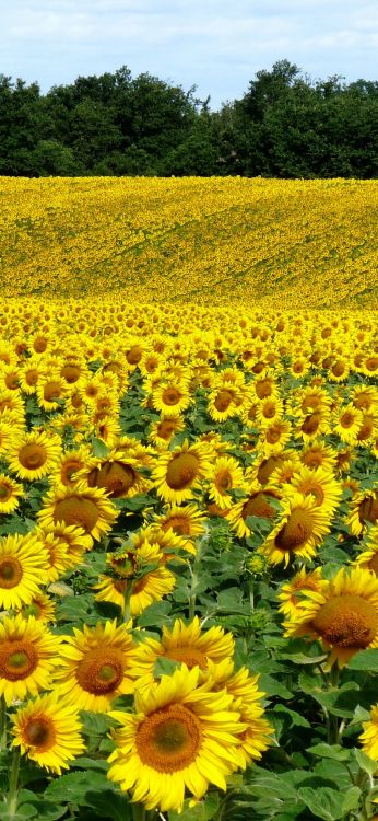 Sunflowers, Ökoregion, Botanik, Blatt, Natur. Wallpaper in 1080x2340 Resolution