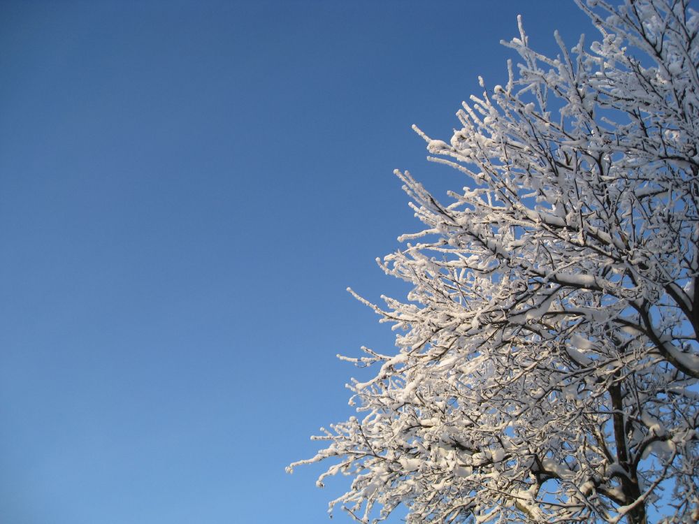 Arbre Blanc Sous Ciel Bleu Pendant la Journée. Wallpaper in 3264x2448 Resolution