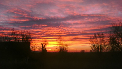 Image silhouette of trees during sunset