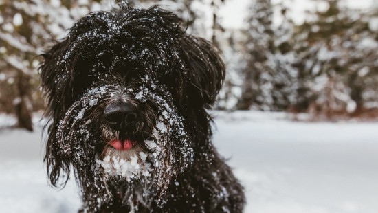 Image black and white long coat small dog on snow covered ground during daytime