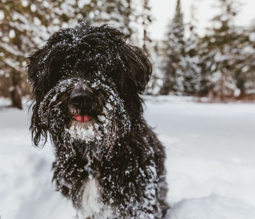 black and white long coat small dog on snow covered ground during daytime