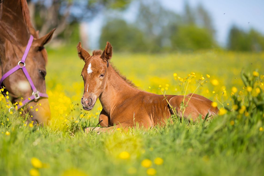 Foal, Mare, Pony, Mustang, Colt. Wallpaper in 4808x3205 Resolution