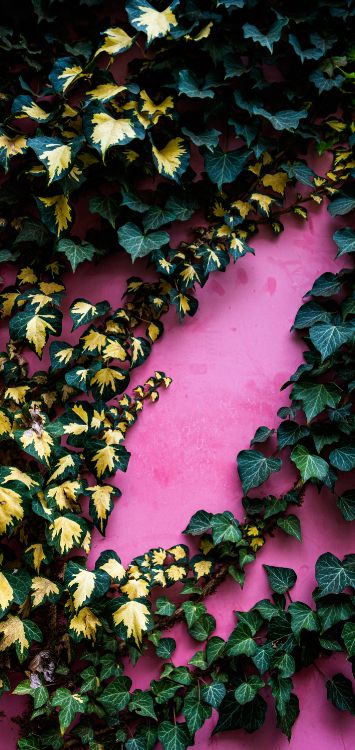 leaf, community green landscape group, botany, deciduous, groundcover