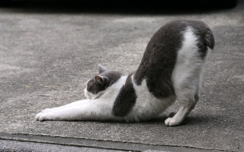 Image white and black cat lying on gray concrete floor