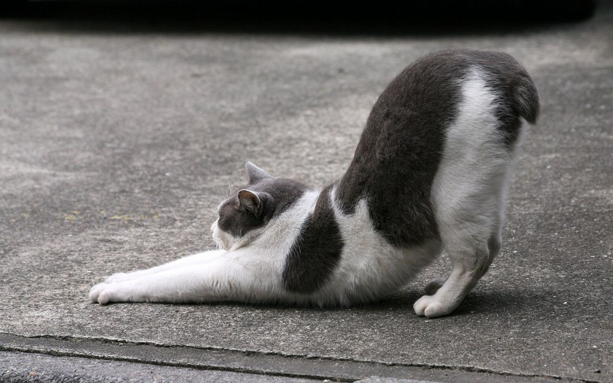 white and black cat lying on gray concrete floor