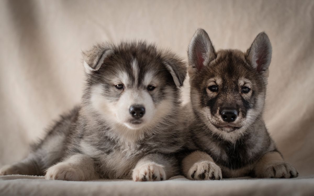 小狗, 阿拉斯加雪橇犬, 品种的狗, 萨哈林赫斯基, Saarloos那只狼狗 壁纸 2880x1800 允许