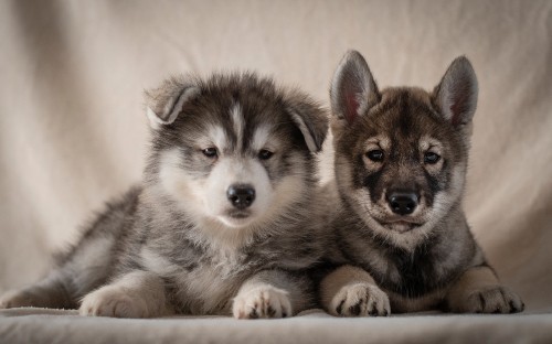 Image black and white siberian husky puppy