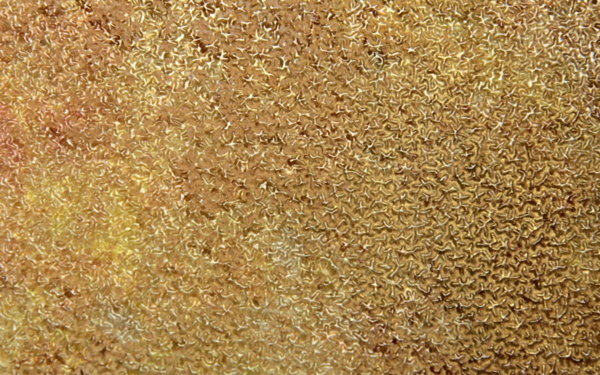 Textile Fourrure Marron et Noir. Wallpaper in 2560x1600 Resolution