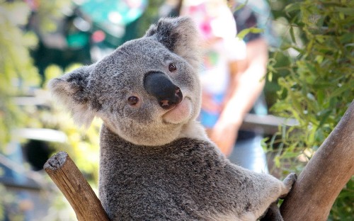 Image koala bear on tree branch during daytime