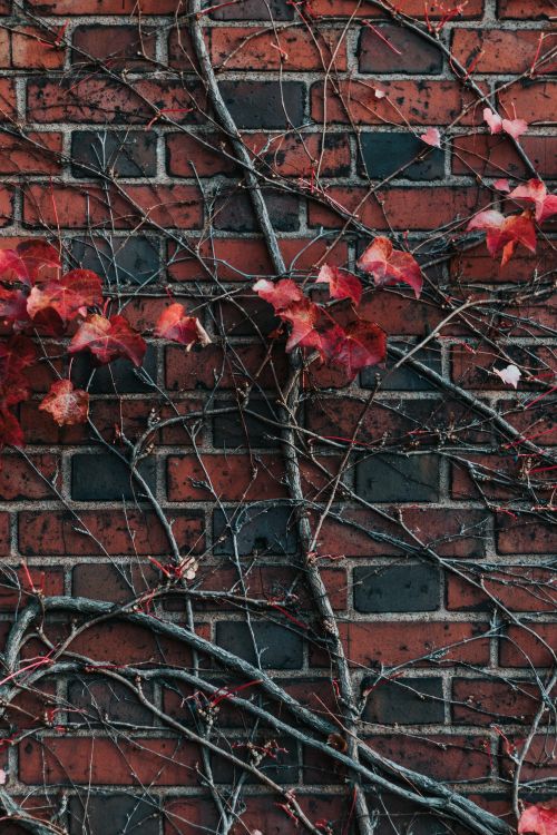 Feuilles D'érable Rouge Sur Mur de Briques Brunes. Wallpaper in 4000x6000 Resolution