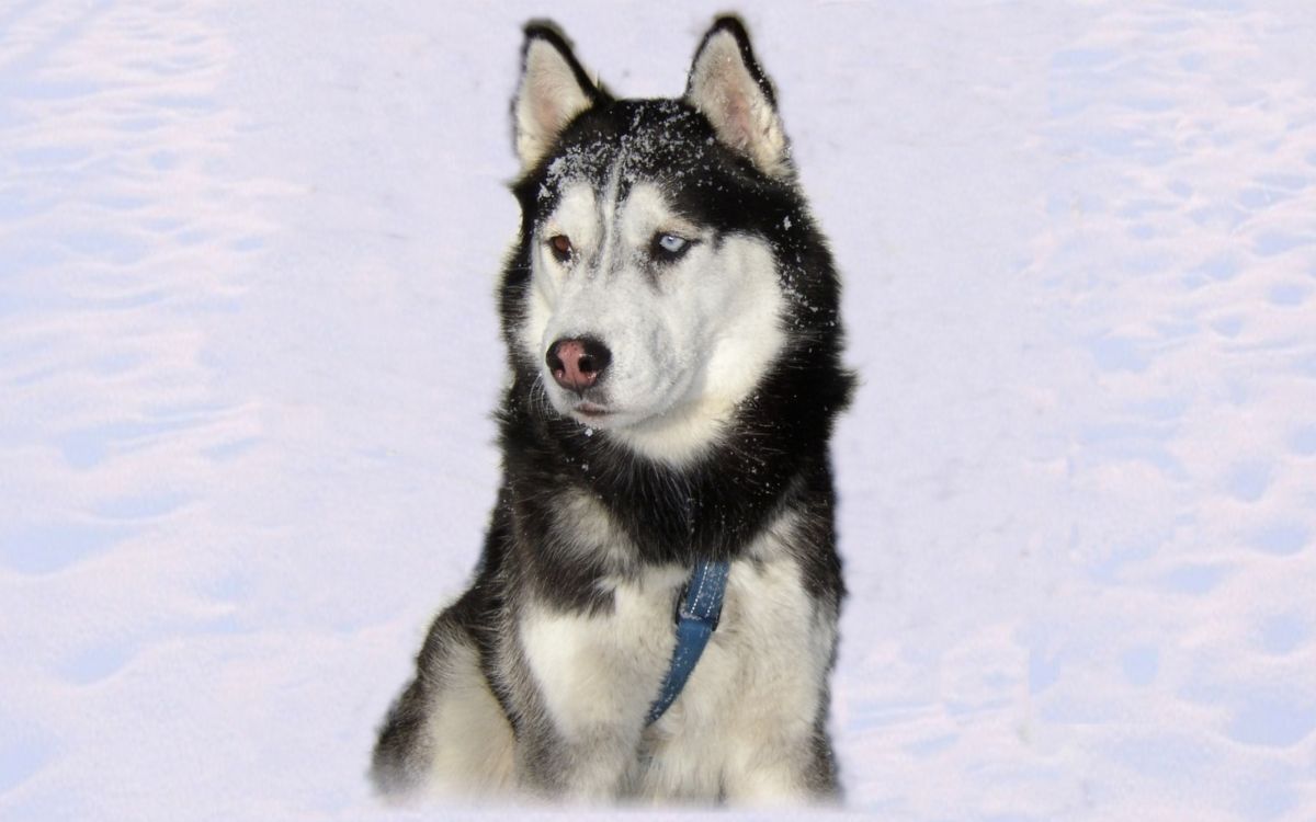 萨哈林赫斯基, 微型哈士奇, Tamaskan狗, 西西伯利亚的莱卡, 斯帕拉西伯利亚sleddog 壁纸 2560x1600 允许