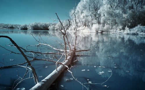 Image leafless tree on lake side during daytime