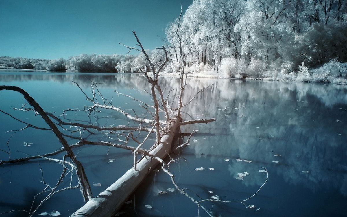 leafless tree on lake side during daytime