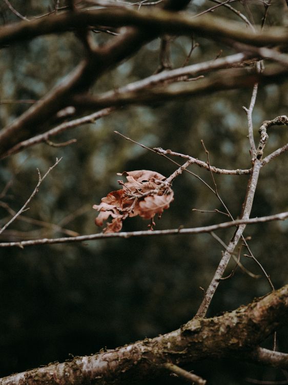 branch, twig, tree, plant, spring