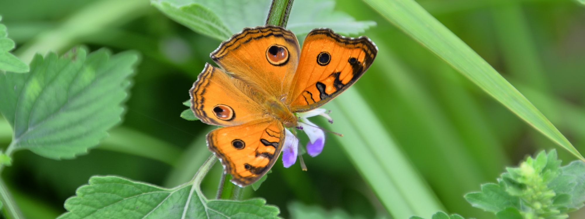 Brauner Und Schwarzer Schmetterling Thront Auf Lila Blume in Nahaufnahme Während Des Tages. Wallpaper in 5600x2100 Resolution