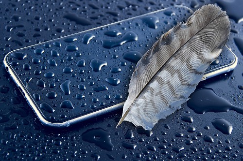 Image gray feather on blue surface