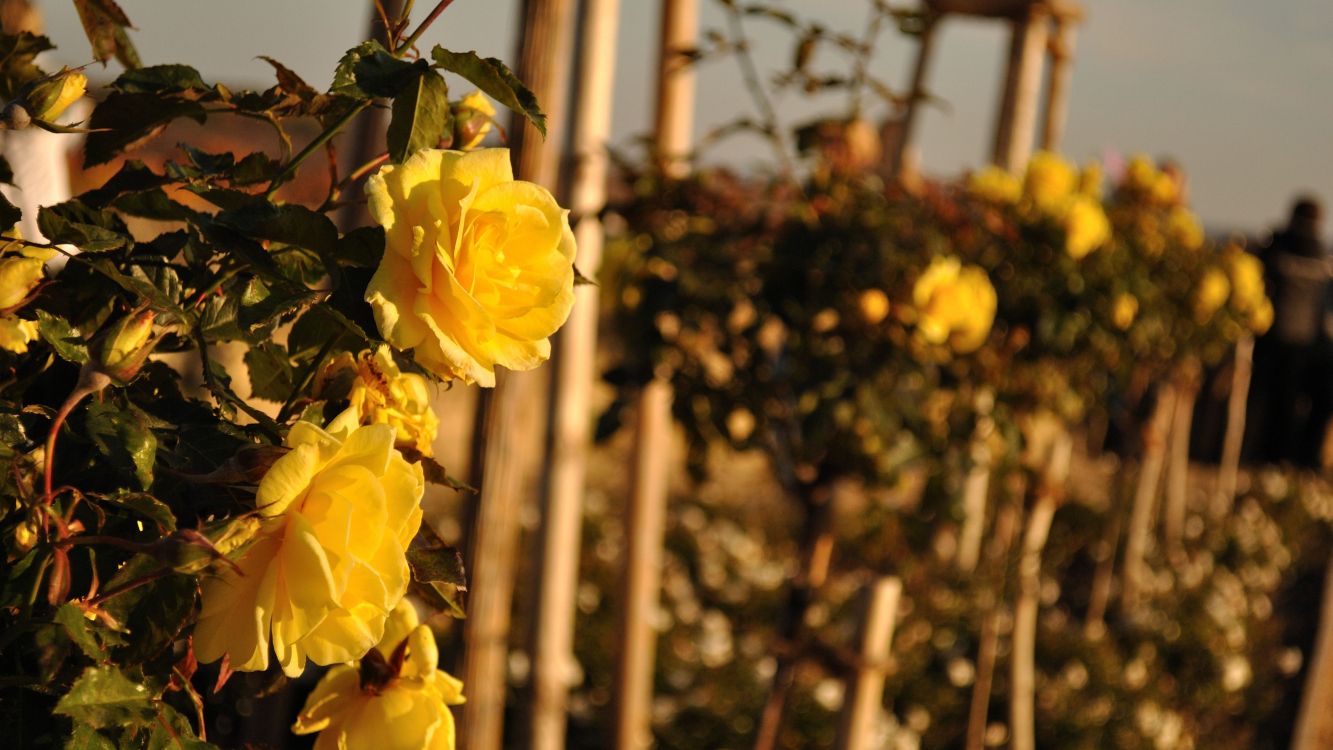 Fleur Jaune Avec Des Feuilles Vertes. Wallpaper in 3840x2160 Resolution