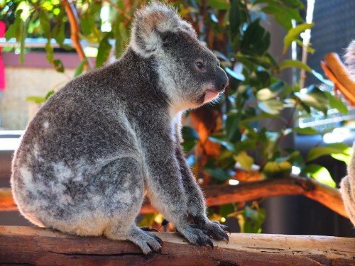 Image koala bear on tree branch during daytime