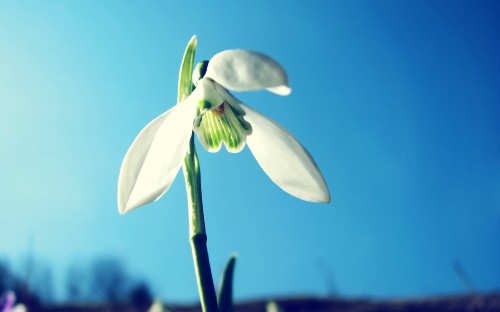 Image white flower in tilt shift lens