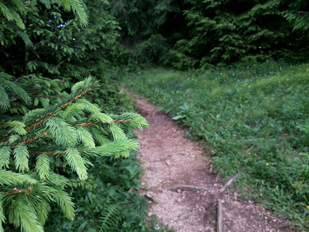 Planta de Hoja Verde en Camino de Tierra Marrón. Wallpaper in 3264x2448 Resolution