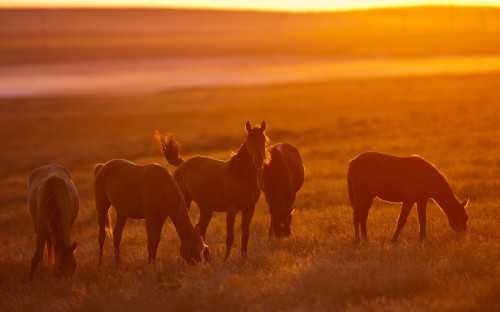 Image brown horse on green grass field during sunset