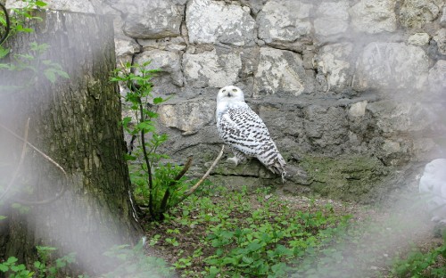 Image white and black owl on green grass during daytime