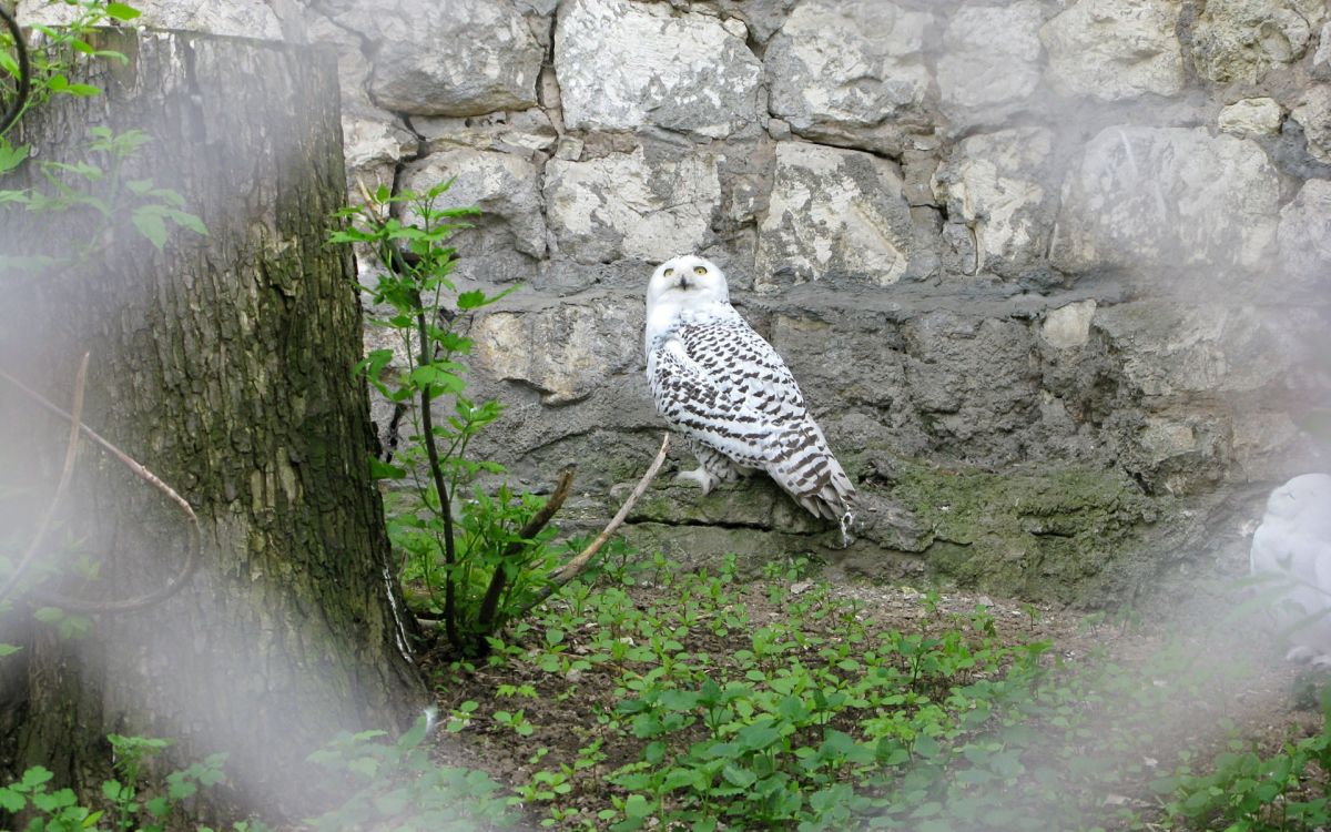 white and black owl on green grass during daytime