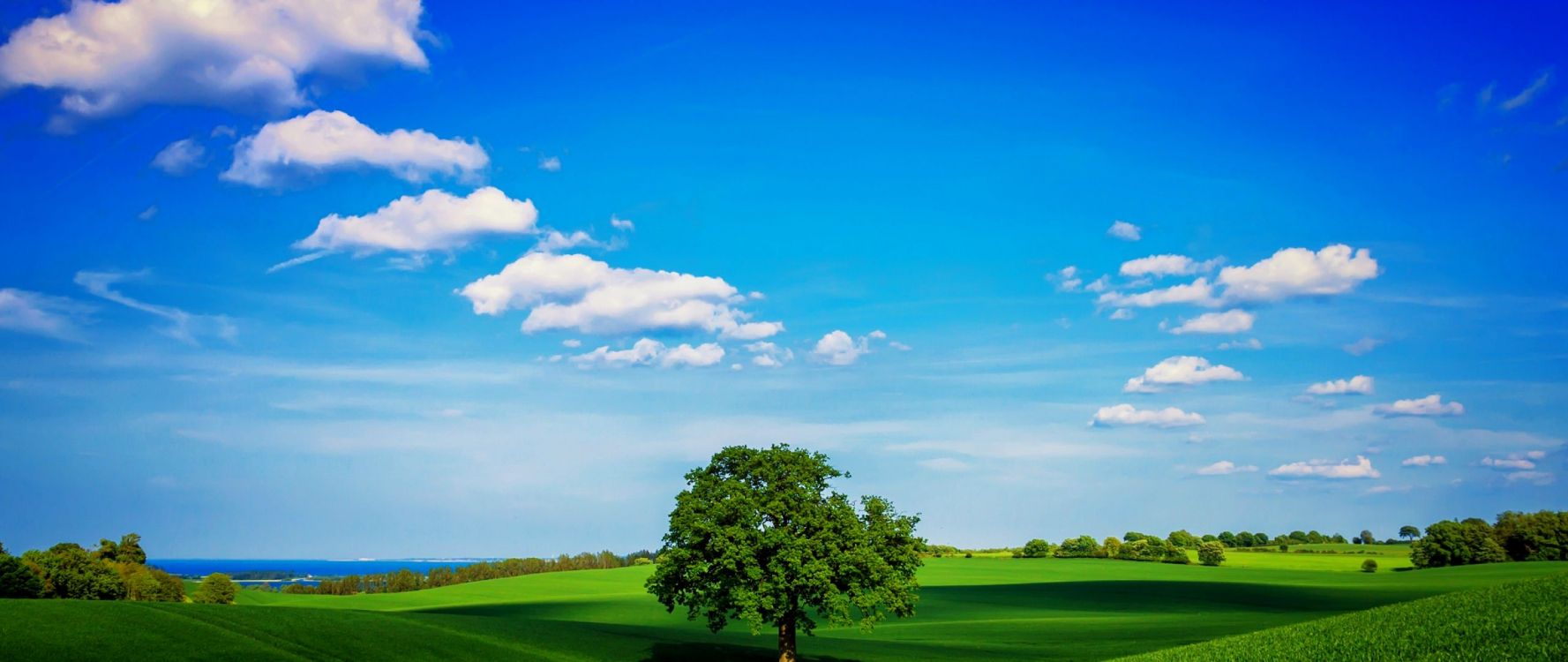 green tree on green grass field under blue sky during daytime