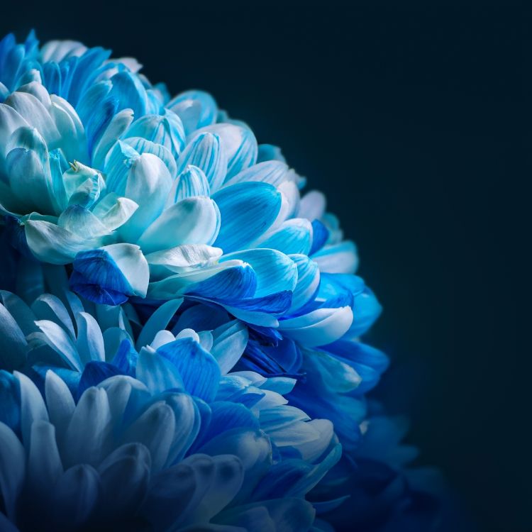 Sonnenblume, Ehre, Xiaomi, Xiaomi-Community, Smartphone. Wallpaper in 2772x2772 Resolution