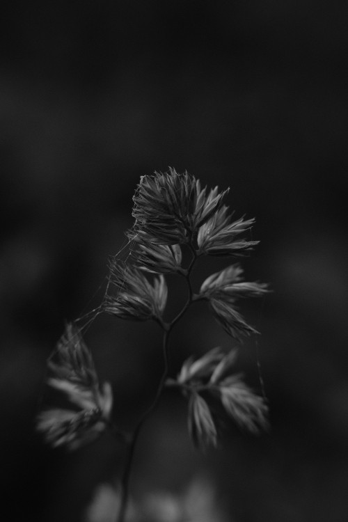 Image grayscale photo of plant stem