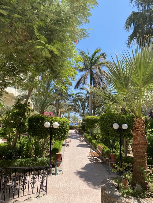 Image vegetation, tree, woody plant, garden, walkway