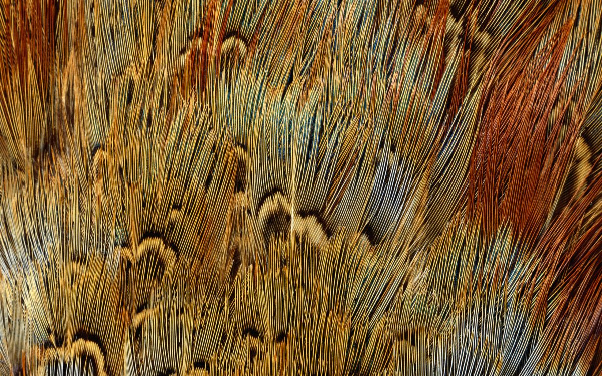 Campo de Trigo Marrón y Negro. Wallpaper in 2560x1600 Resolution