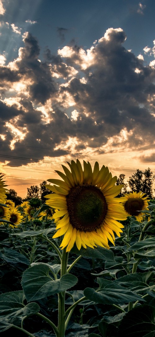 Image flower, cloud, plant, petal, sunlight