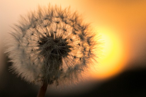 Image white dandelion in close up photography