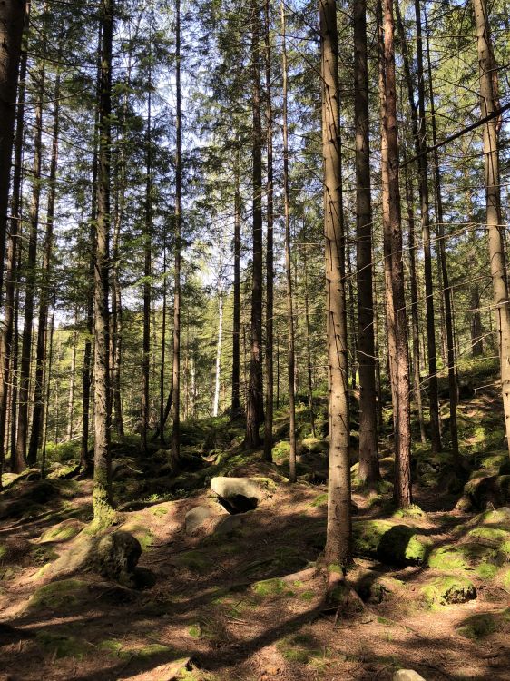 Gemäßigten Nadelwald, Natürlichen Umgebung, Pflanzen-Gemeinschaft, Wald, Den Alten Wald. Wallpaper in 1536x2048 Resolution