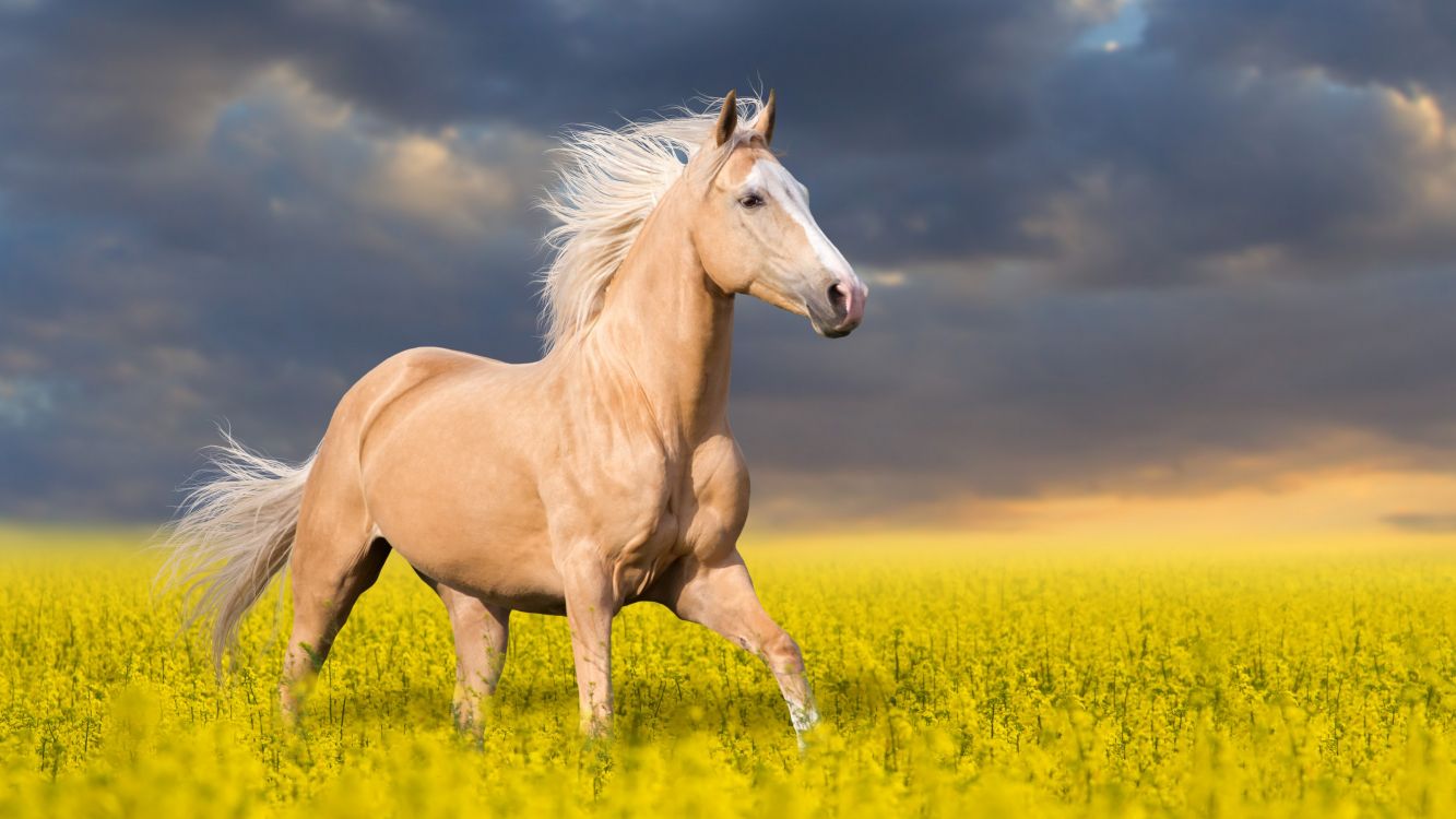 brown horse on yellow flower field under cloudy sky during daytime