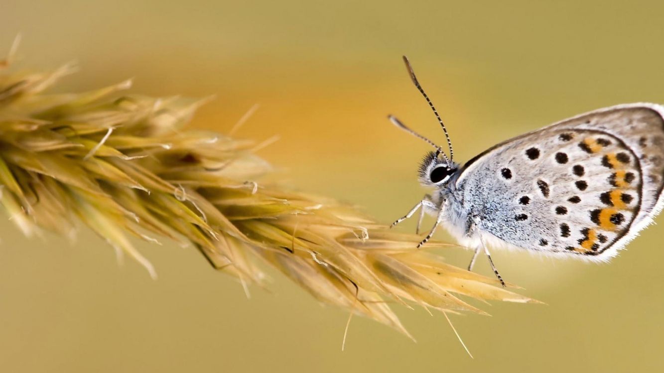 Mariposa Marrón y Blanca Sobre Flor Amarilla. Wallpaper in 2560x1440 Resolution