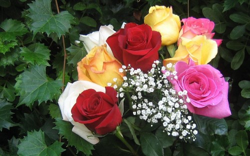 Image red and white roses and white babys breath flowers